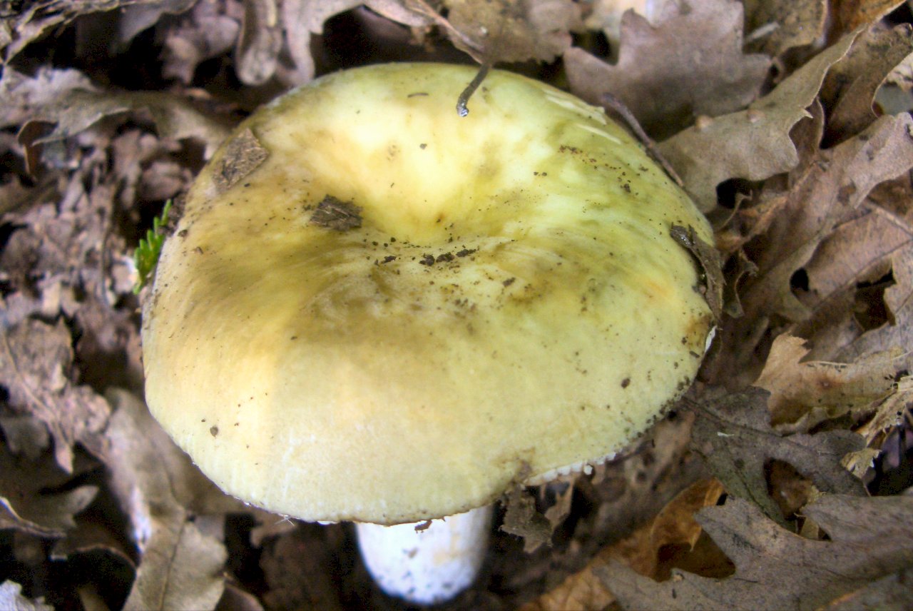 Russula sp